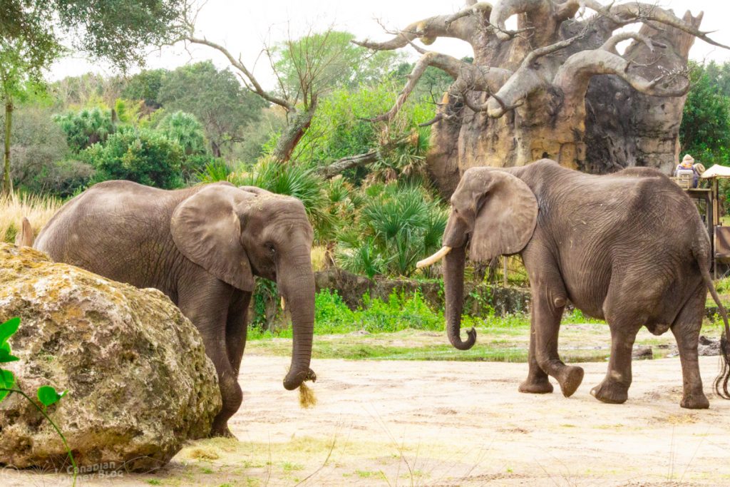 Caring for Giants - an Elephant Tour at Disney's Animal Kingdom